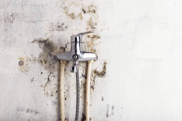 Home Mold Removal in Arlington Heights, WA