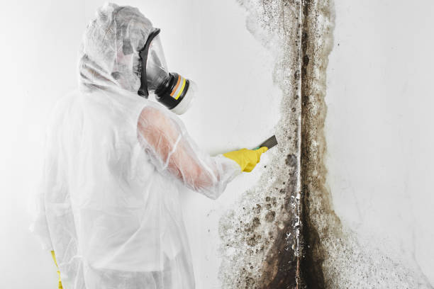 Best Mold Testing  in Arlington Heights, WA