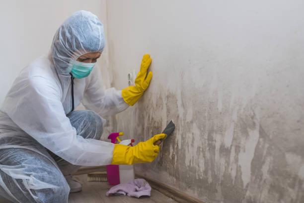 Best Fast Mold Removal  in Arlington Heights, WA