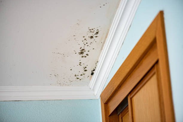 Crawl Space Mold Removal in Arlington Heights, WA
