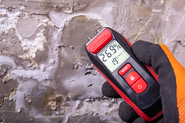 Best Best Mold Removal Companies  in Arlington Heights, WA