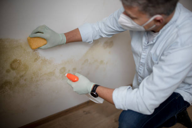 Arlington Heights, WA Mold Removal Company