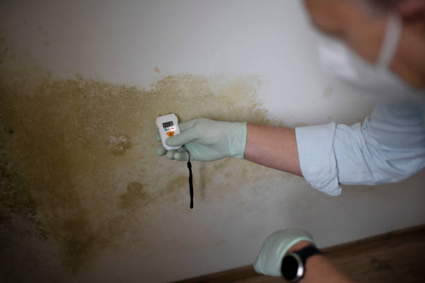 Best Crawl Space Mold Removal  in Arlington Heights, WA