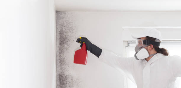 Best Mold Testing and Removal  in Arlington Heights, WA
