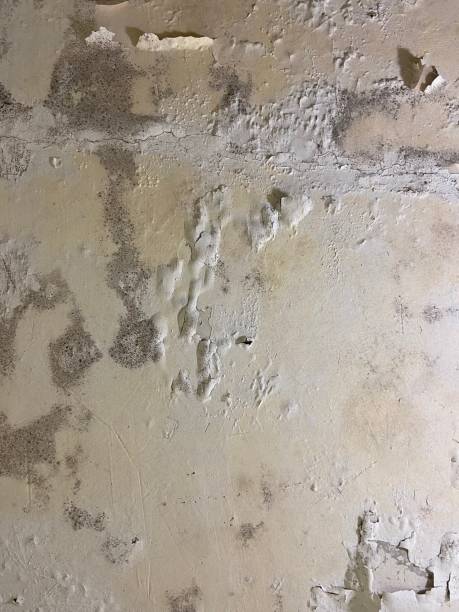 Best Attic Mold Removal  in Arlington Heights, WA