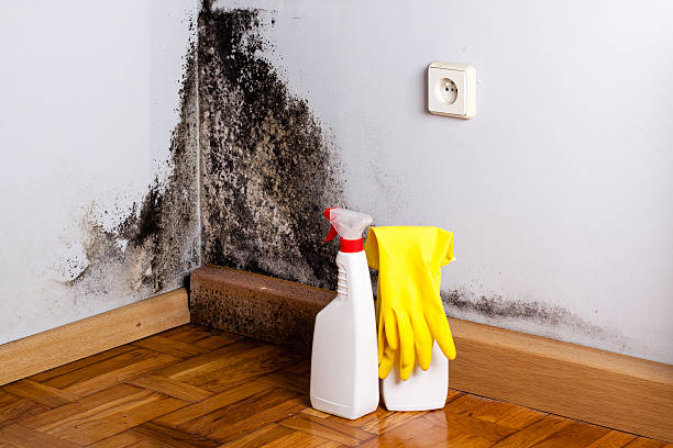 Trusted Arlington Heights, WA Mold Removal Experts