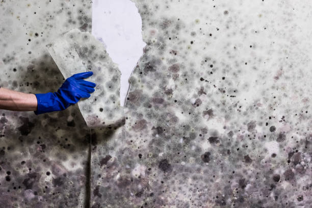 Best Commercial Mold Removal  in Arlington Heights, WA