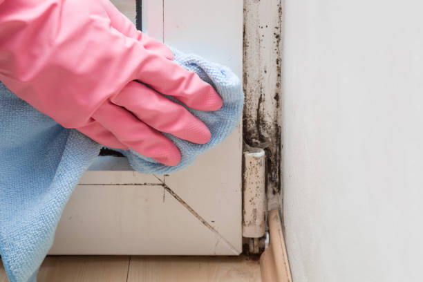 Best Office Mold Removal Services  in Arlington Heights, WA