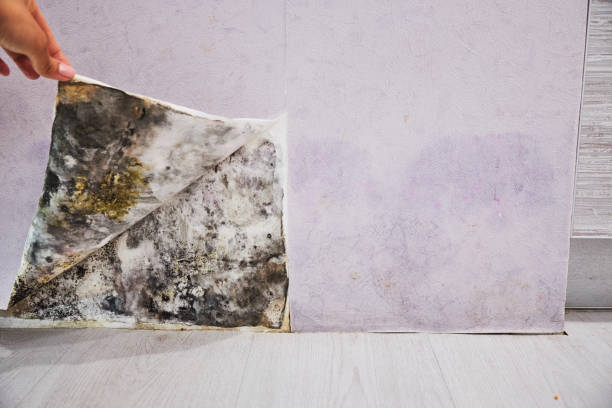 Home Mold Removal in Arlington Heights, WA